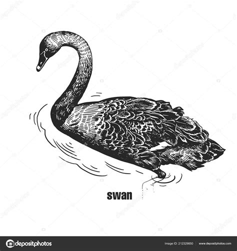 Black Swan Hand Drawing Bird Wild Black Figure White Background — Stock