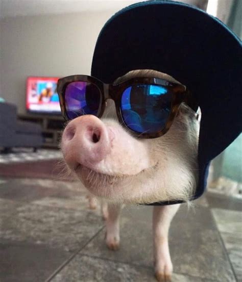 Cute Funny Dogs, Cute Funny Animals, Cute Cows, Cute Piglets, Cutest ...