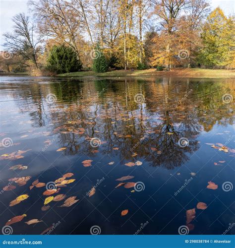 Autumn Leaves Float On Water Of Pond With Reflections Stock Photo