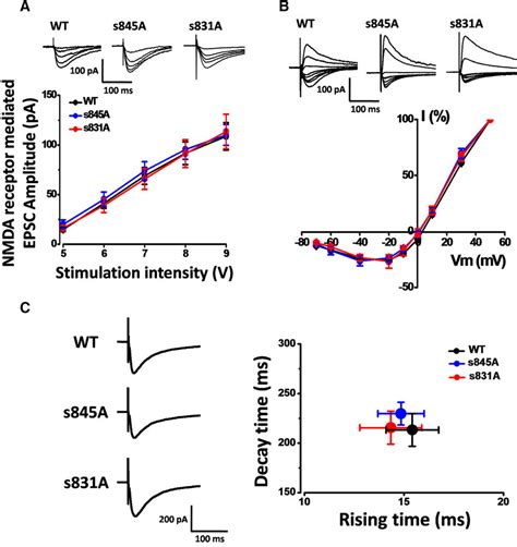 NMDA receptor-mediated responses were not changed in either s845A or ...