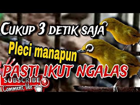 Pancingan Pleci Bahan Agar Cepat Ngalas Dan Buka Paruh