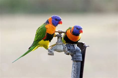 Parrot Encyclopedia | Red-collared Lorikeet | World Parrot Trust