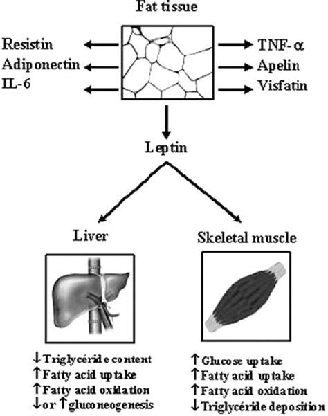 Review On Leptin And Adiponectin Responses And Adaptations To Acute And