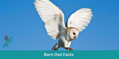 Barn Owl Facts and Fun for Kids - Birds & Wetlands