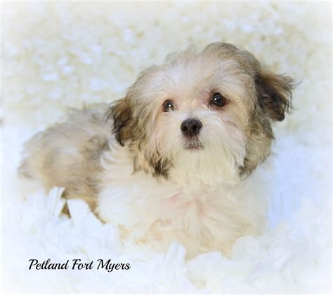 Petland Puppies For Sale San Antonio - Pudding to come