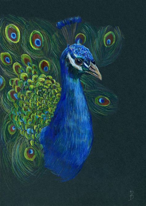 Peacock, Drawing on balck paper Drawing by Veronika Zubareva | Saatchi Art