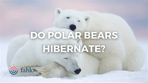 Do Polar Bears Hibernate? Your Questions Answered | Fahlo