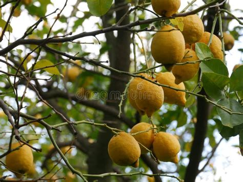 Close Up Of Yellow Lemons Ripening On A Tree Stock Image Image Of