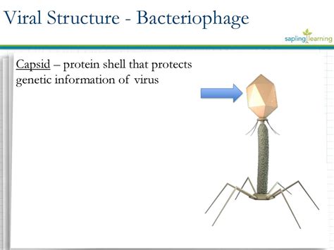 Viruses Biology 4 C Ppt Download