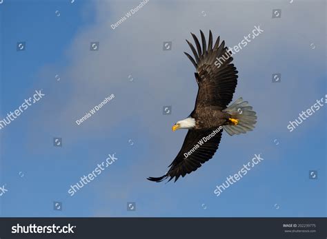 Bald Eagle Flying Homer Alaska Stock Photo 202239775 Shutterstock