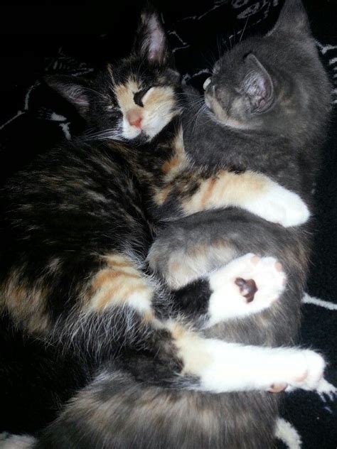 Kittens cuddling!