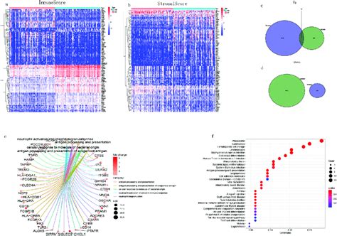 Heatmap Of DEGs Venn Diagram And Enrichment Analysis Of DEGs A