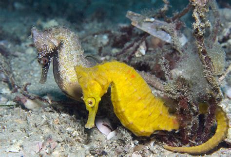 Where Do Seahorses Live What Do Seahorses Eat For Living