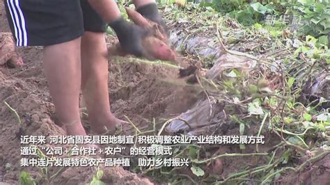 河北固安：红薯种植拓宽致富路凤凰网视频凤凰网