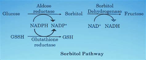 Polyol pathway-induced oxidative stress | Download Scientific Diagram