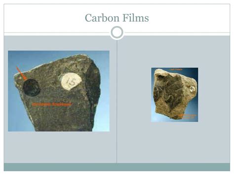 Ppt Fossils Powerpoint Presentation Free Download Id2599275