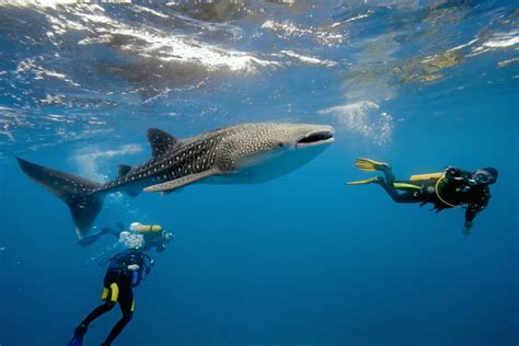 Buceo en Maldivas conoce su fantástico mundo submarino Mi Viaje