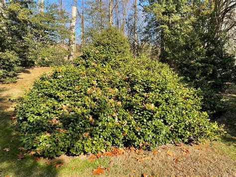 Ilex Opaca Maryland Dwarf Dwarf Spreading American Holly