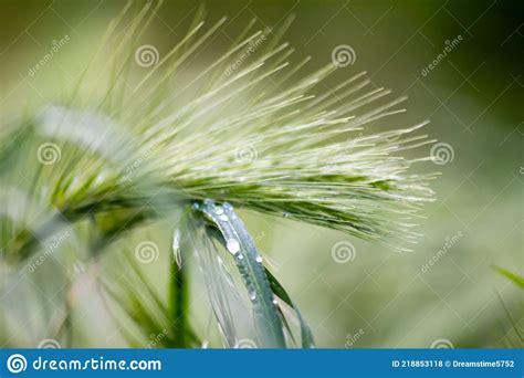 Growing Farming Field With Grain Cereal Green Wheat Waiting For Growth For Harvest And