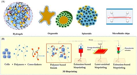 Three Dimensional In Vitro Cell Culture Models Encyclopedia MDPI