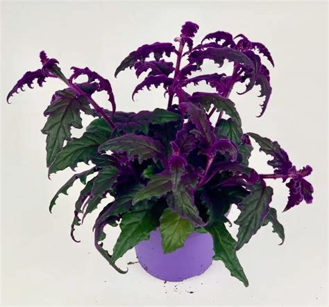 Purple Passion Plant Propagation And Care Guide Unassaggio