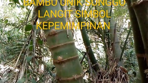 Penampakan Bambu Unik Simbol Kepemimpinan Songgo Buwono Dan Patah