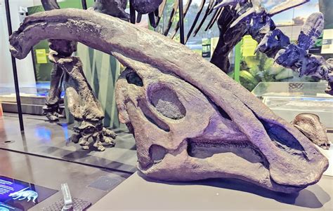 Fossils & Fiction on Twitter: "This parasaur (cast) is rather larger ...