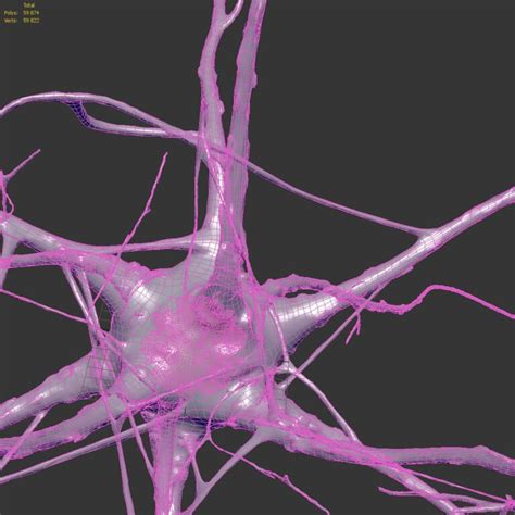 Nervous System 3d Models Download 3d Models 3d