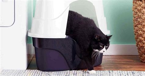 Best High Sided Cat Litter Box 2023 The High Spraying Cat Fix We