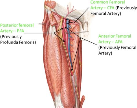 Femoral Artery Wikipedia 48 OFF Setup Chambermaster