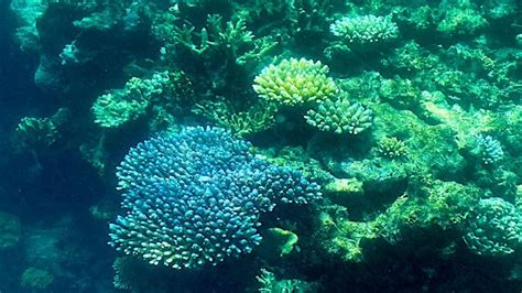 More Coral Bleaching At Great Barrier Reef Australia Confirms Abc