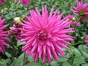 Pink dahlias - Wikimedia Commons