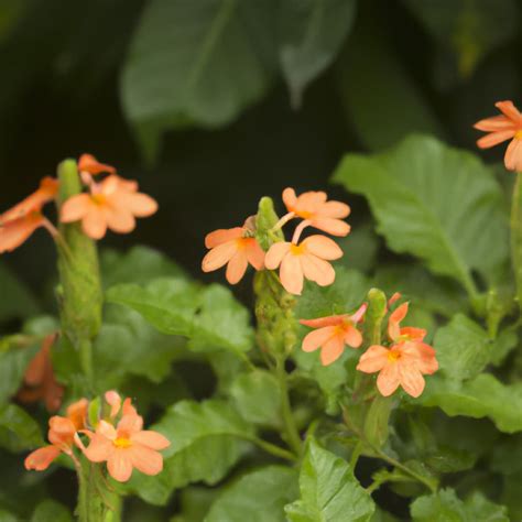 How To Identify And Treat Crossandra Diseases Symptoms Prevention