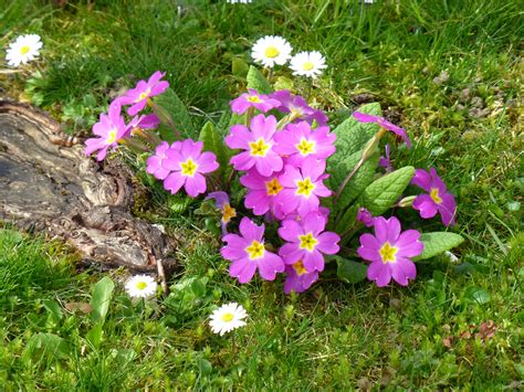 Bildet Anlegg Eng Blomst Tusenfryd V R Botanikk Hage Flora