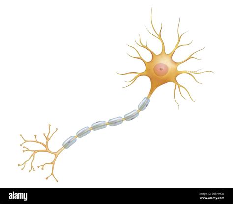 Tejido Nervioso Fotografías E Imágenes De Alta Resolución Alamy