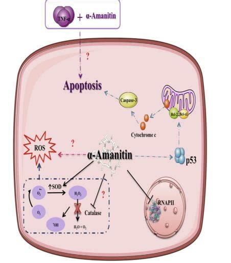 Signaling Pathways Involved In α Amanitin Induced Toxicity The Main