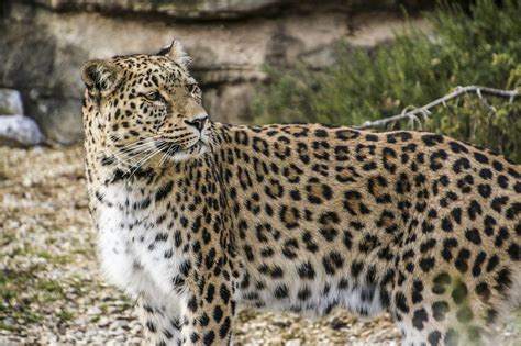 Persian Leopard Portrait - Free photo on Pixabay - Pixabay