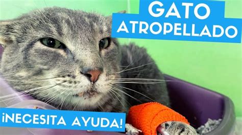 Consejos Para Cuidar A Tu Gato Tras Un Accidente De Tr Nsito Qu