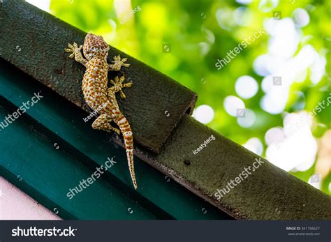 Gecko Tokay In Thailand Gecko Laying On The Dark Roof With Green