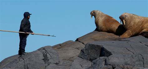 Nunavut Canada Walrus Hunt