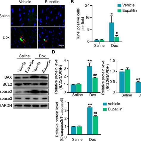 Eupatilin Attenuated DOX Induced Cardiomyocyte Apoptosis A And B