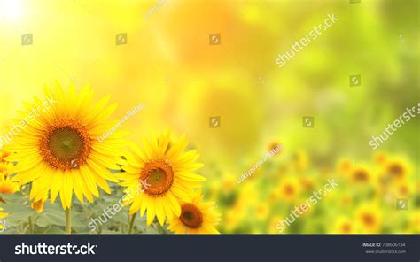 PowerPoint Template: sunflower sunflower background sunflower beautiful (ohpnhnipl)