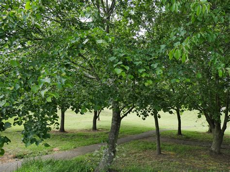 Lime Tree – Forage UK