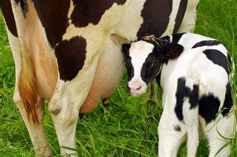 Mother Cow With Newborn Calf On Pasture Stock Photo Image Of Dairy