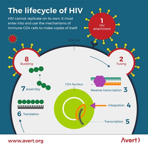 Simple Hiv Life Cycle Diagram