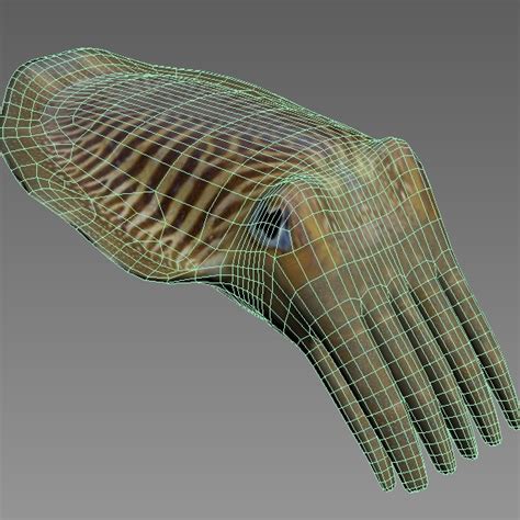 Cuttlefish 3D Model