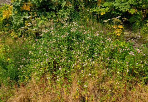 How To Identify & Manage Himalayan Balsam | Horticulture.co.uk