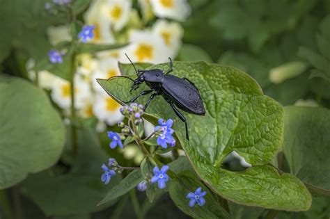 Käfer Insekt Blatt Kostenloses Foto auf Pixabay Pixabay