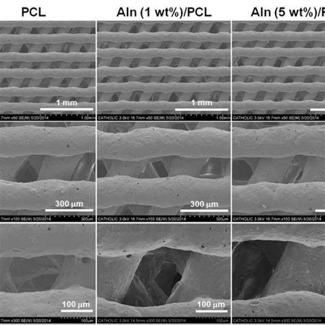 Sem Images Of Pcl Aln Wt Pcl And Aln Wt Pcl Scaffolds