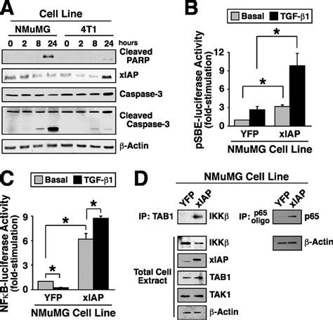 Increased XIAP Expression Alters MEC Response To TGF A Cell